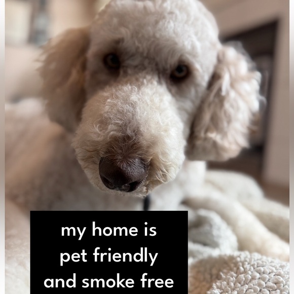 Smoke Free, Dog Friendly Closet - Picture 5 of 7